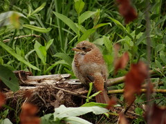 Lanius collurio