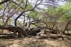 Prosopis limensis