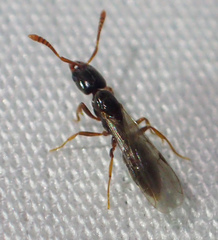 Hypoponera punctatissima