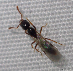 Hypoponera punctatissima