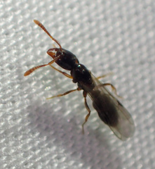 Hypoponera punctatissima