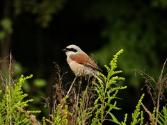 Lanius collurio