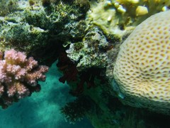 Tubastraea