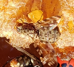 Pseudotephritis approximata