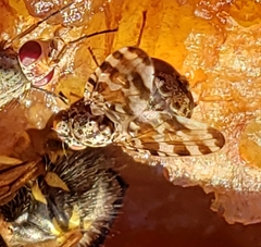 Pseudotephritis approximata