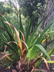 Xeronema callistemon
