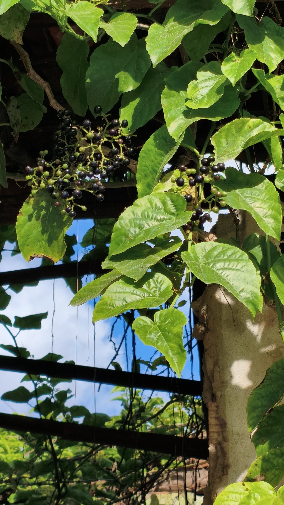 Cissus verticillata