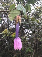 Passiflora cumbalensis
