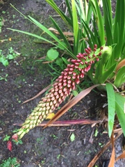 Xeronema callistemon