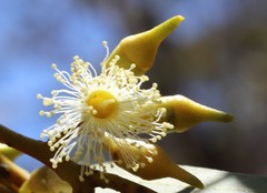 Eucalyptus socialis viridans