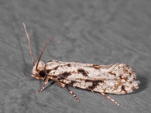 Nemapogon nevadella