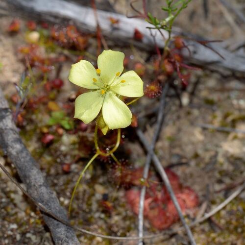 Drosera subhirtella