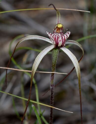 Drooping spider orchid (Caladenia radialis)