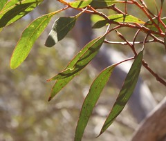 Eucalyptus socialis viridans