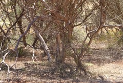 Eucalyptus socialis viridans