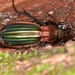 Carabus lineatus lateralis - Photo (c) Suso Tizón, μερικά δικαιώματα διατηρούνται (CC BY-NC-SA), uploaded by Suso Tizón
