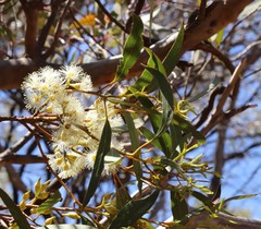 Eucalyptus socialis viridans
