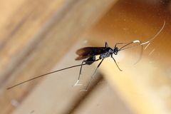 Dotocryptus bellicosus