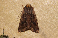 Meterana alcyone