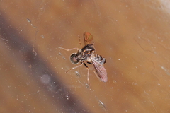 Megalybus pictus