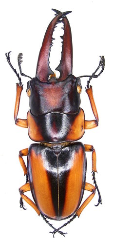 Prosopocoilus savagei