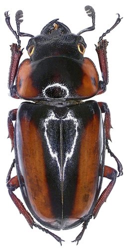 Prosopocoilus savagei
