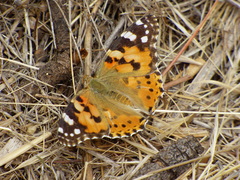 Vanessa cardui