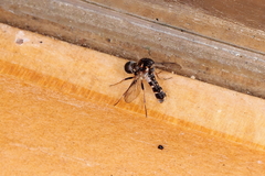 Megalybus pictus