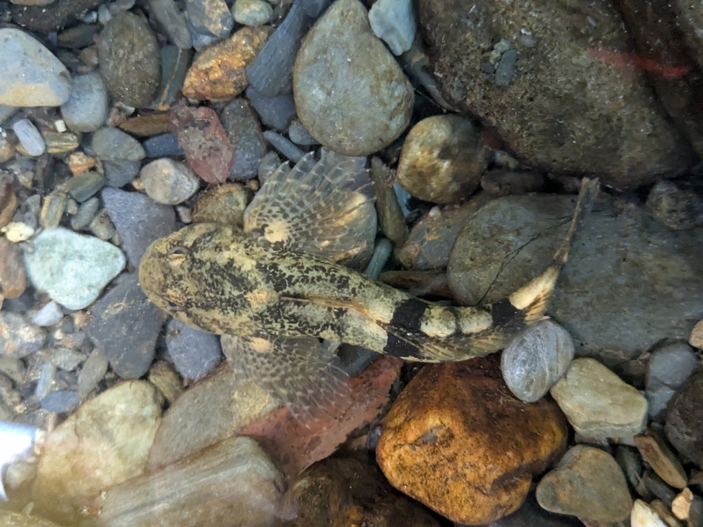 Pyrenean Sculpin