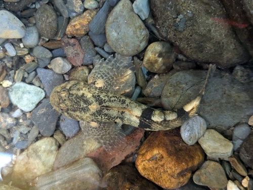 Cottus hispaniolensis