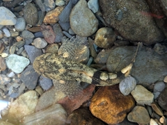 Pyrenean Sculpin photo 1