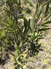 Leucopogon australis