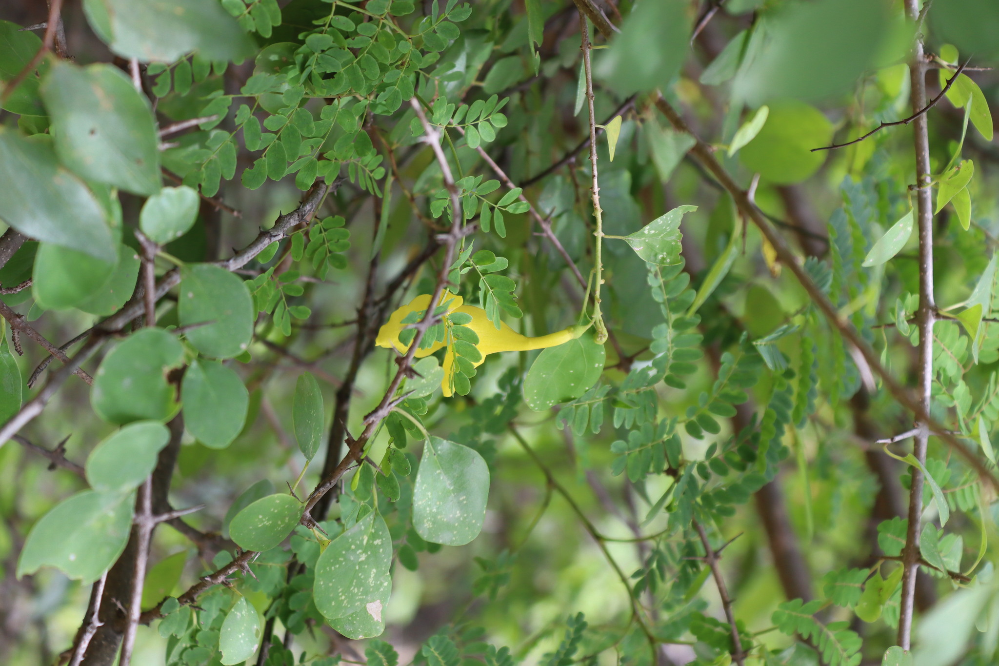 Asian Bushbeech (Gmelina asiatica)
