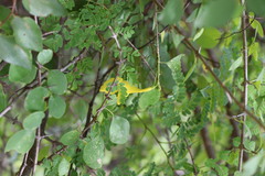 Gmelina asiatica, photograph (c) Vikas D Prasad, some rights reserved (CC BY-SA)