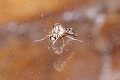 Megalybus pictus