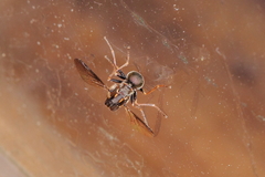 Megalybus pictus