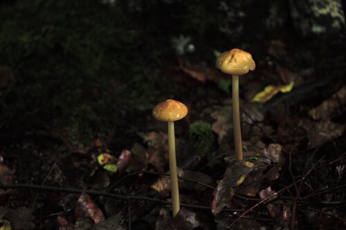 Oudemansiella radicata — (c) Patrick Bayan, some rights reserved (CC BY)