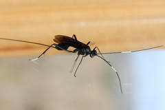 Dotocryptus bellicosus