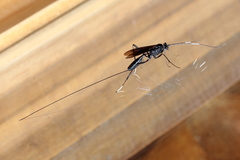 Dotocryptus bellicosus