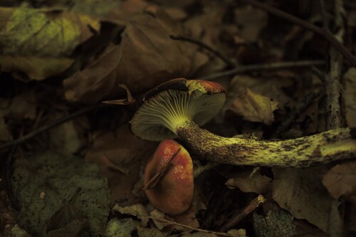 Gomphidius maculatus — (c) Patrick Bayan, some rights reserved (CC BY)