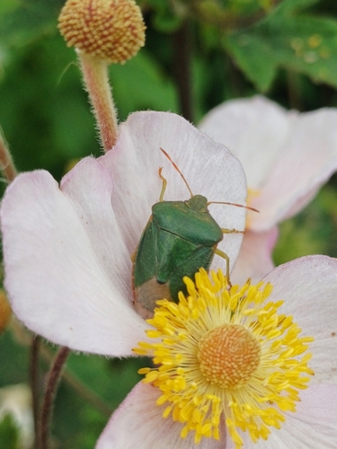 Green shield bug