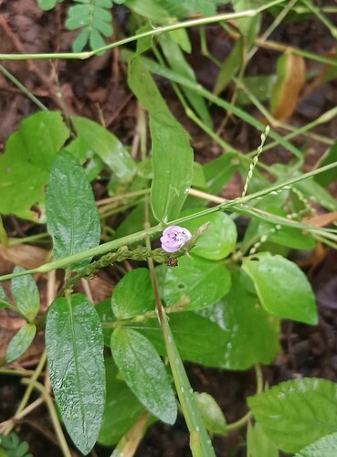 Rostellularia diffusa, 2025-08-09
