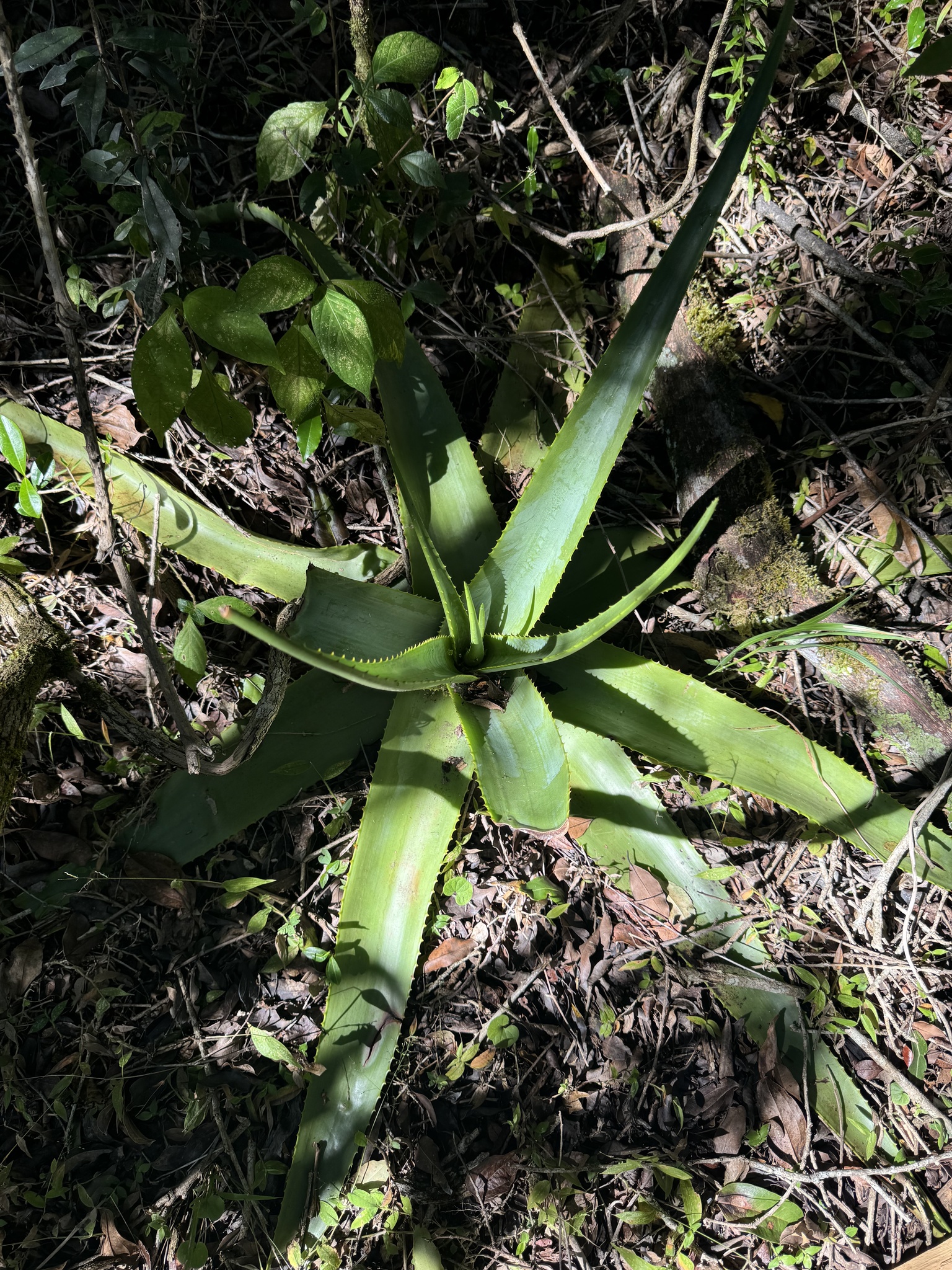Aloe johannis-philippei