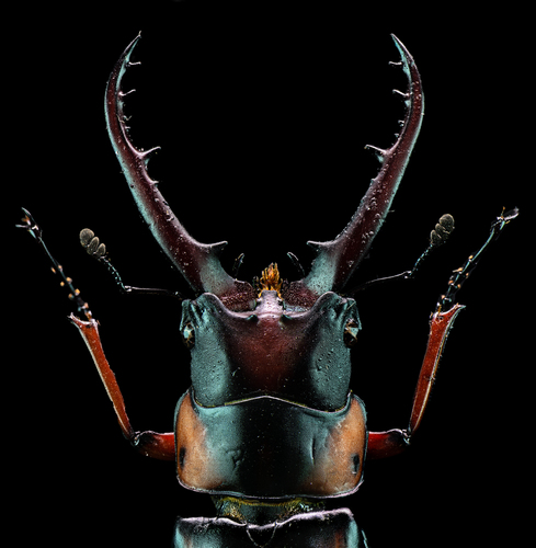 Prosopocoilus savagei