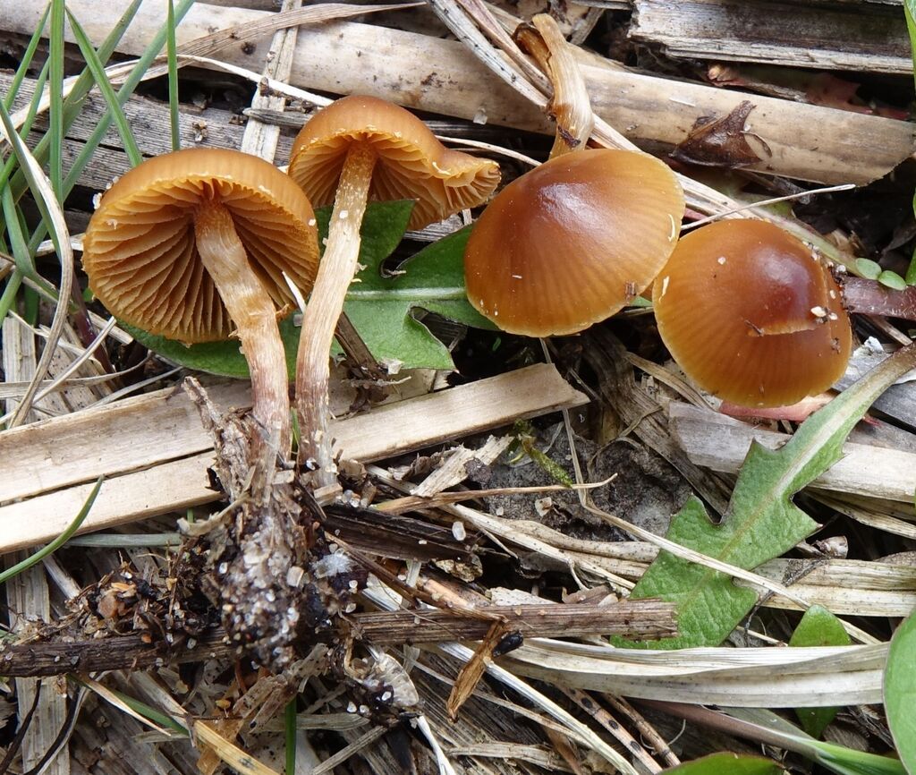 Conocybe nemoralis