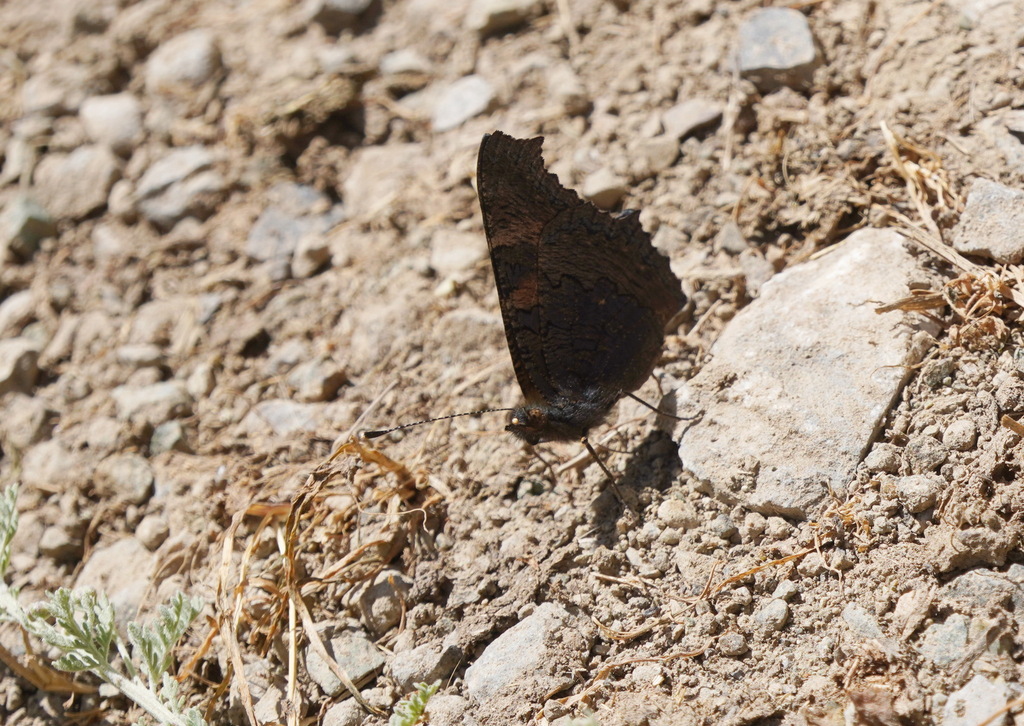 Aglais nixa