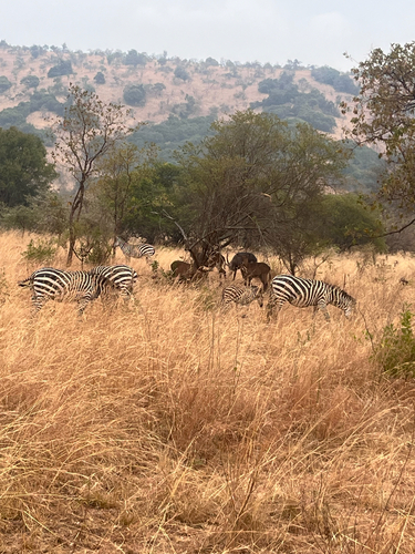 Grant’s Zebra