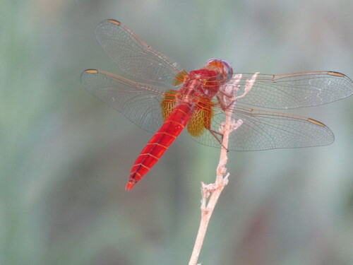 Broad Scarlet photo 5