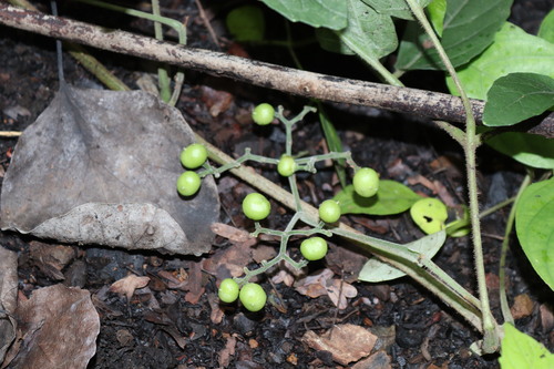 Cayratia pedata, 2025-08-10