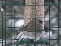 Junco hyemalis